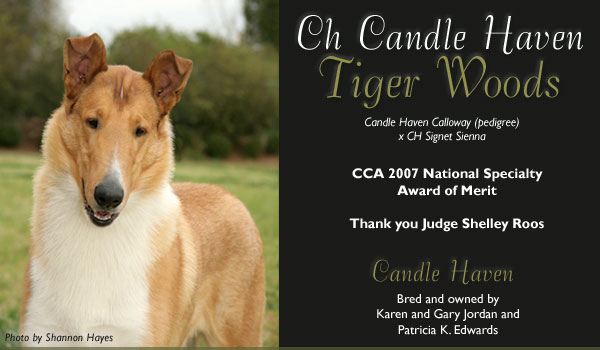 CH Candle Haven Tiger Woods