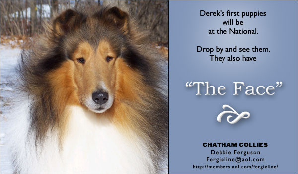 Chatham Collies -- CH Chatham Wych Chiseled In Gold