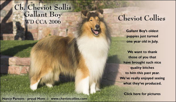 Cheviot -- CH Cheviot Sollis Gallant Boy