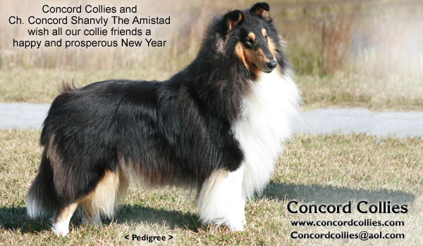 Concord -- CH Concord Shanvly The Amistad