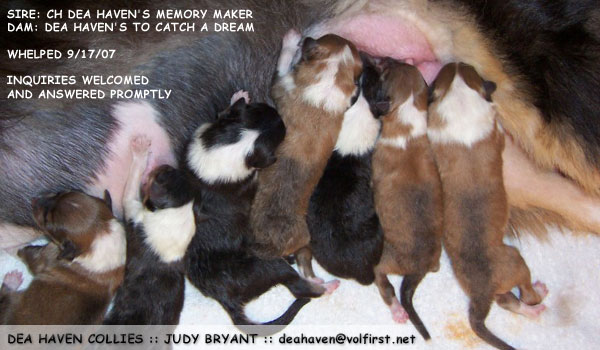 Dea Haven Collies