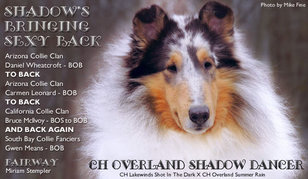 Fairway -- CH Overland Shadow Dancer