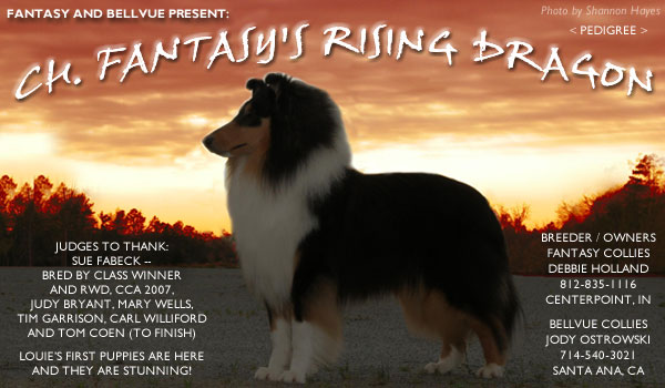 Fantasy and Bellvue Collies -- CH Fantasy's Rising Dragon