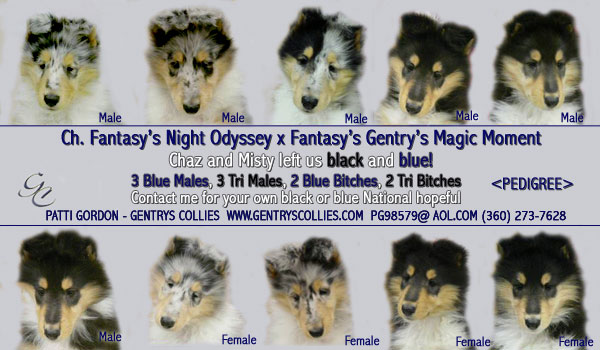 Gentry Collies