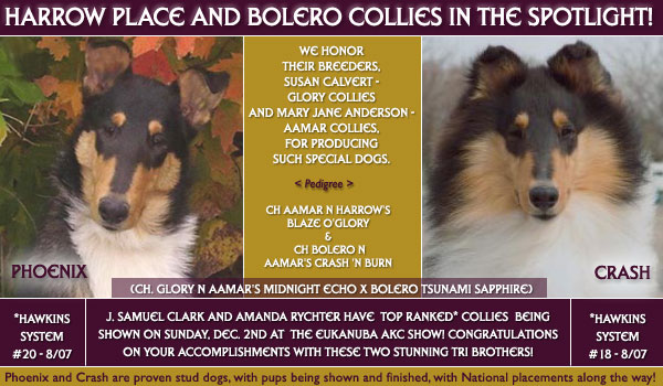CH Aamar N Harrow's Blaze O' Glory and CH Bolero's N Aamar's Crash 'N Burn