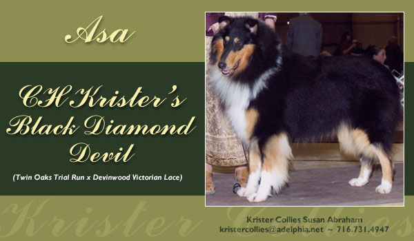 Krister Collies --CH Krister's Black Diamond Devil