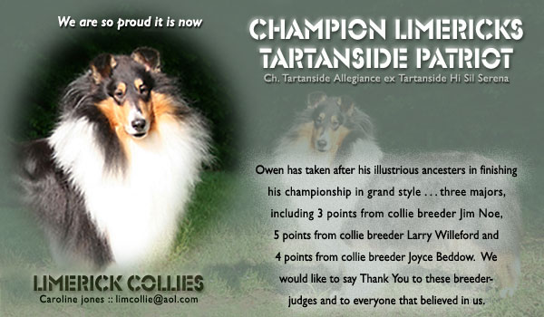 Limerick -- CH Limericks Tartanside Patriot