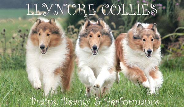 Llynure Collies