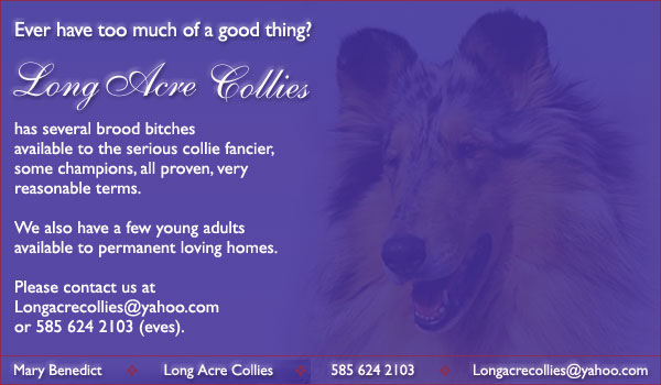 Long Acre Collies