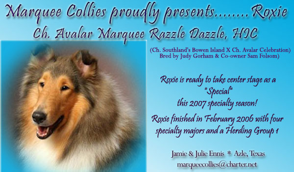 Marquee Collies -- CH Avalar Marquee Razzle Dazzle, HIC