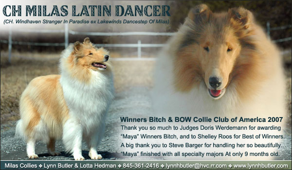 Milas -- CH Milas Latin Dancer