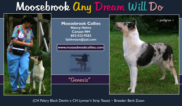 Moosebrook -- Moosebrook Any Dream Will Do