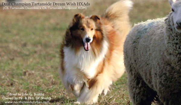 Northshields -- Dual Champion Tartanside Dream Wish HXAds