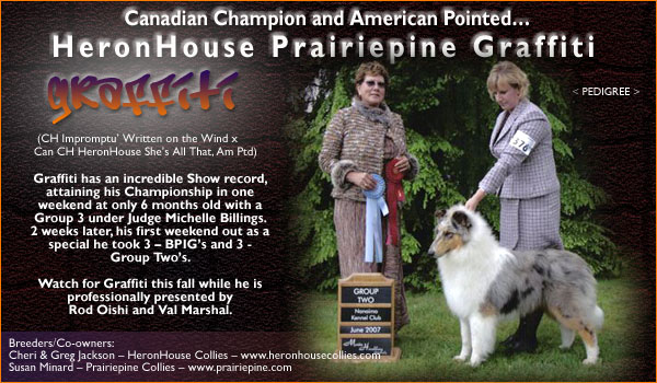 Heron House Collies and Prairie Pine Collies -- Can. CH HeronHouse Prairiepine Graffiti