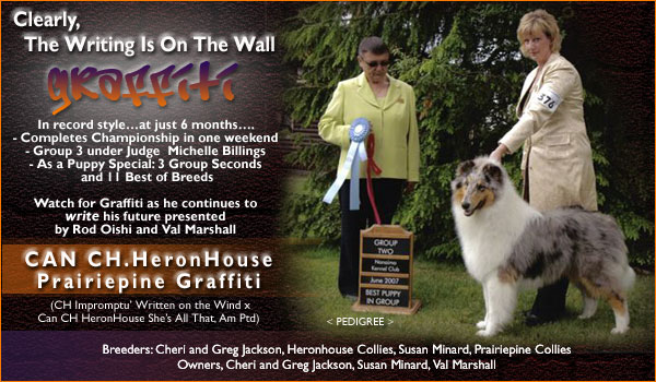 Heron House Collies and Prairie Pine Collies -- Can. CH HeronHouse Prairiepine Graffiti