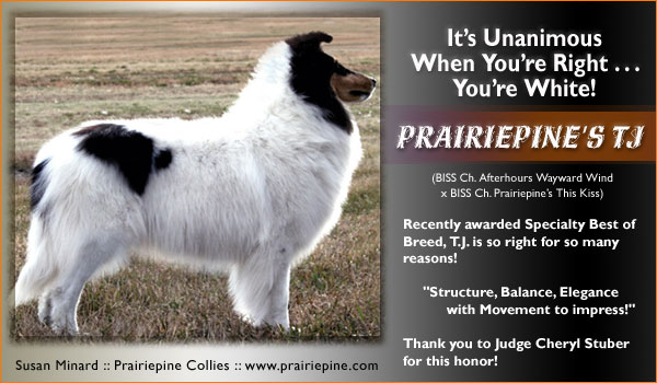 Prairiepine Collies -- Prairiepine's TJ