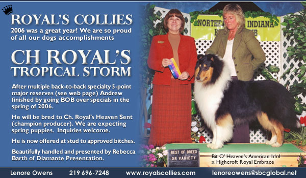 Royal's Collies -- CH Royal's Tropical Storm