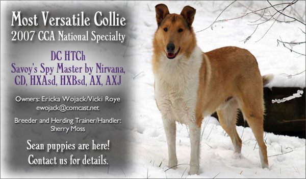 Savoy -- DC HTCh Savoy's Spy Master by Nirvana, CD, HXAsd, HXBsd, AX, AXJ