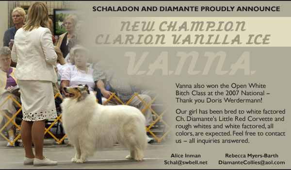 Schaladon Collies and Diamante Collies -- CH Clarion Vanilla Ice