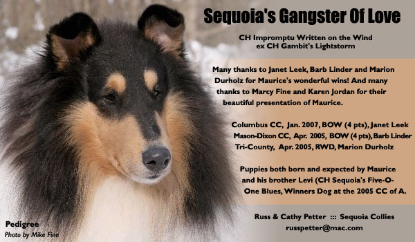 Sequoia -- Sequoia's Gangster Of Love