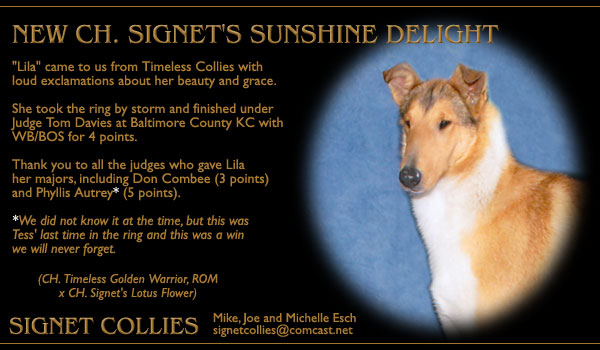 Signet -- CH Signet's Sunshine Delight
