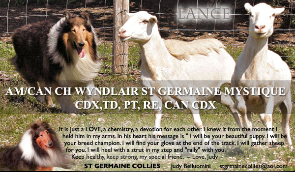St Germaine -- AM/CAN CH Wyndlair St Germaine Mystique CDX, TD, PT, RE, CAN CDX