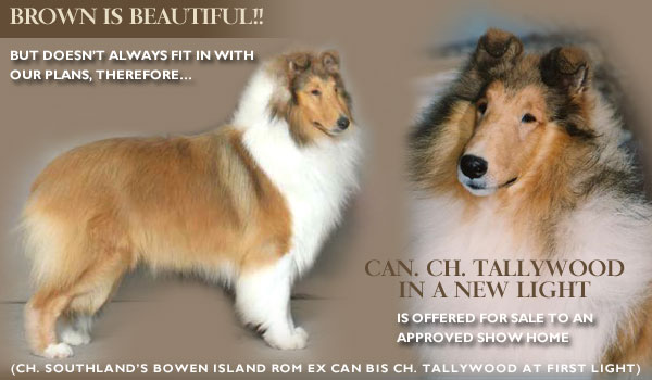 CAN CH Tallywood In A New Light