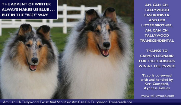 Tallywood -- AM/CAN CH Tallywood Fashionista and AM/CAN CH Tallywood Transcendental