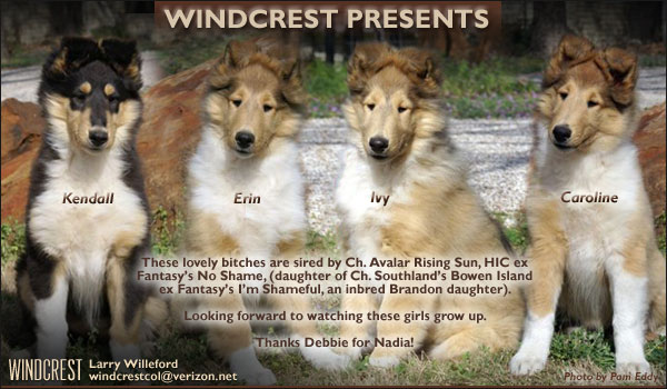 Windcrest Collies