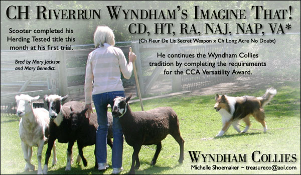 Wyndham -- CH Riverrun Wyndham's Imagine That! CD, HT, RA, NAJ, NAP, VA