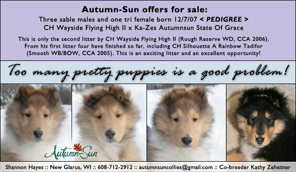 Autumn-Sun Collies
