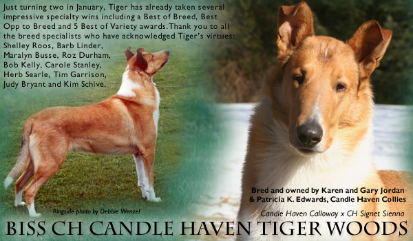 Candle Haven -- CH Candle Haven Tiger Woods