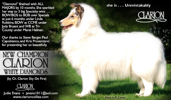 Clarion -- CH Clarion White Diamonds