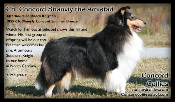 Concord -- CH Concord Shanvly The Amistad 