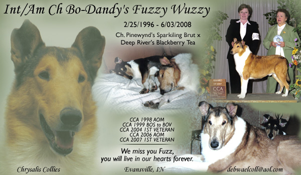 INT/AM CH Bo-Dandy's Fuzzy Wuzzy