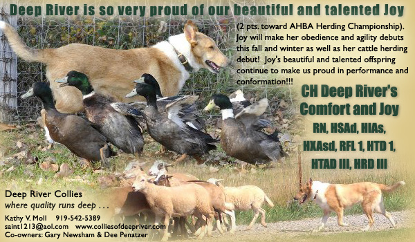 Deep River -- CH Deep River's Comfort And Joy RN, HSAd, HIAs, HXAsd, RFL 1, HTD 1, HTAD III, HRD III