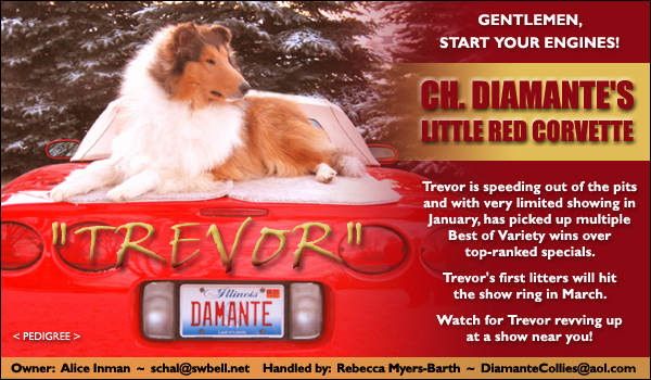 Diamante -- CH Diamante's Little Red Corvette