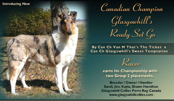 Glasgowhill -- CAN CH Glasgowhill's Ready Set Go