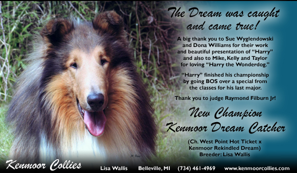 Kenmoor -- CH Kenmoor Dream Catcher