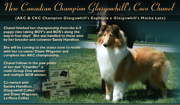 Glasgowhill/La Mesa -- CAN CH  Glasgowhill's Coco Chanel