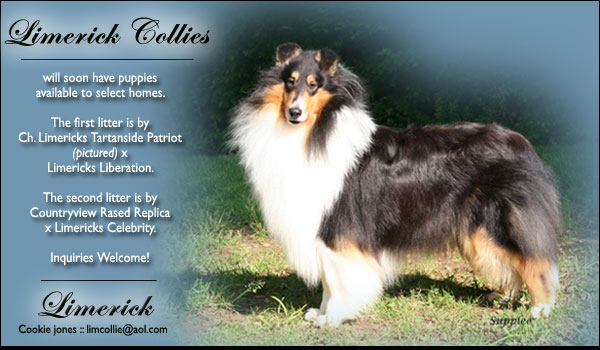 Limerick Collies -- CH Limericks Tartanside Patriot
