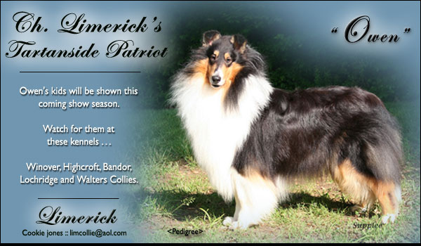 Limerick Collies -- CH Limericks Tartanside Patriot