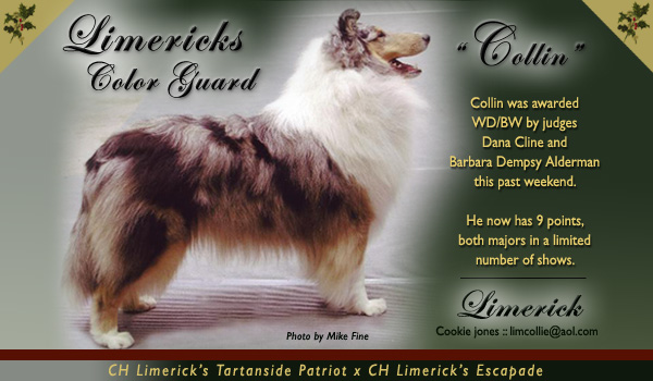 Limerick Collies -- Limericks Color Guard