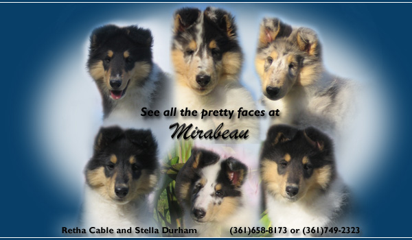 Mirabeau Collies