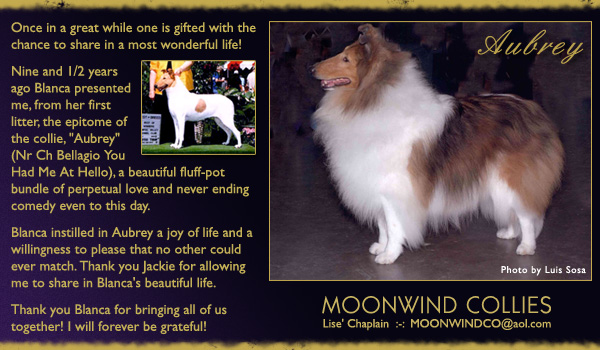 Moonwind -- Tribute to Ch Bellagio Platinum Perfection HIC -- Bellagio You Had Me At Hello