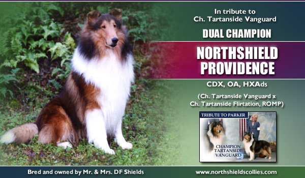 Northshields Collies -- Tribute To CH Tartanside Vanguard -- CH Northshield Providence CDX, OA, HXAds