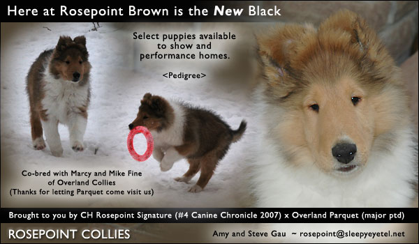 Rosepoint Collies