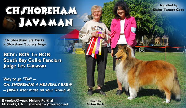 Shoreham -- CH Shoreham Java Man