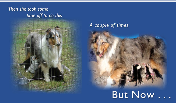 Southland -- CH Southland's Confederate Sky