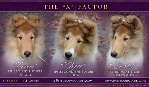 Spellbound Collies